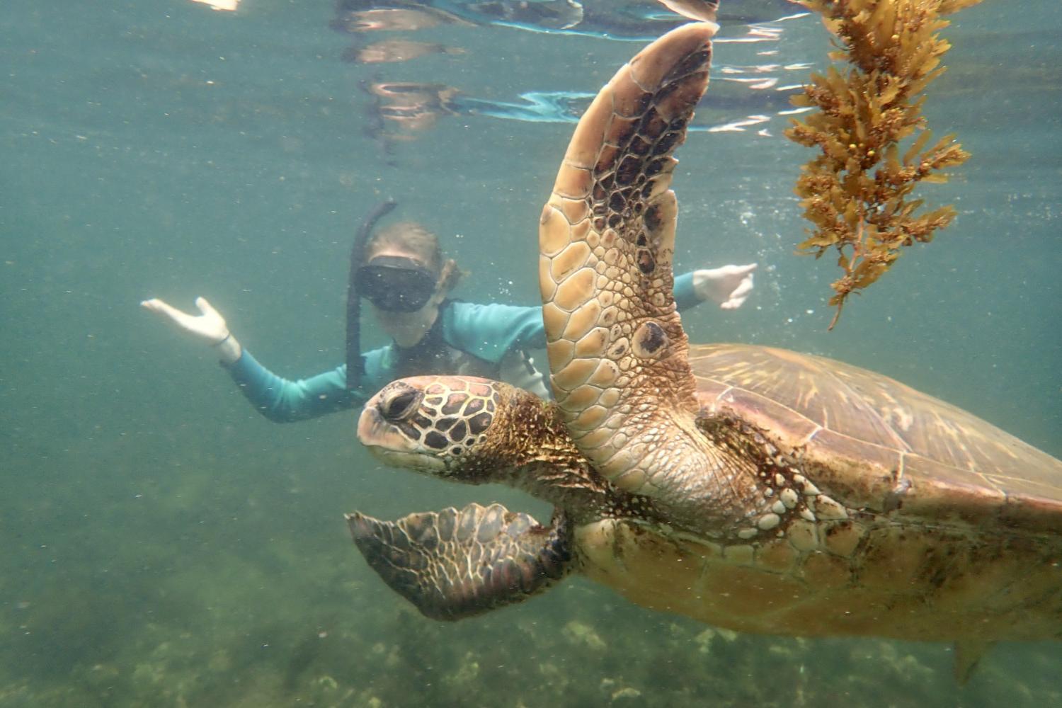 一名<a href='http://3nl2b7g3.jhkll.com'>bv伟德ios下载</a>学生在Galápagos群岛游学途中与一只巨龟游泳.